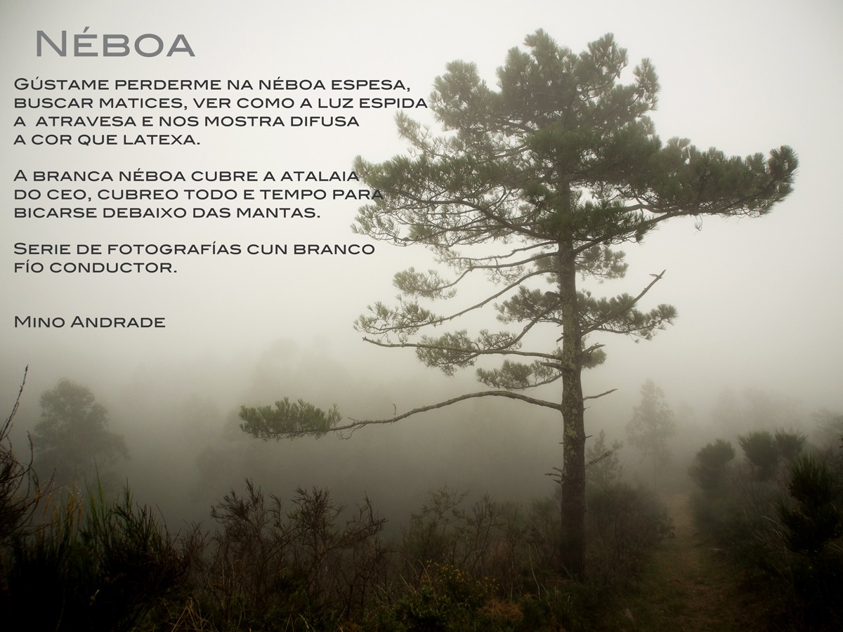 Me gusta perderme en la espesa niebla